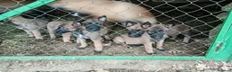 Pastor Belga Malinois perros en venta: Pastor Belga Malinois - Anuncio 14