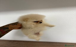 Pomerania perros en venta: Pomerania hembra  - Imagen 2