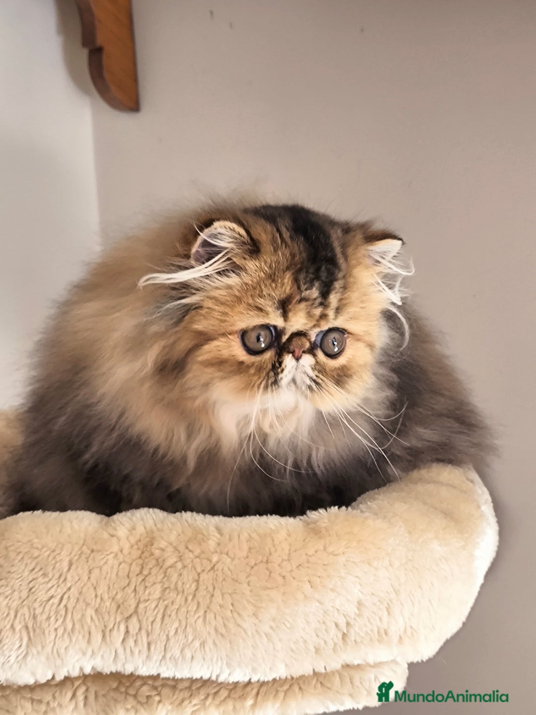 Exótico de Pelo Largo gatos en venta: Gatita exotica  - Anuncio 7