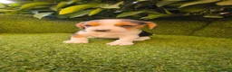 Beagle perros en venta: beagles mini tricolor  - Anuncio 9