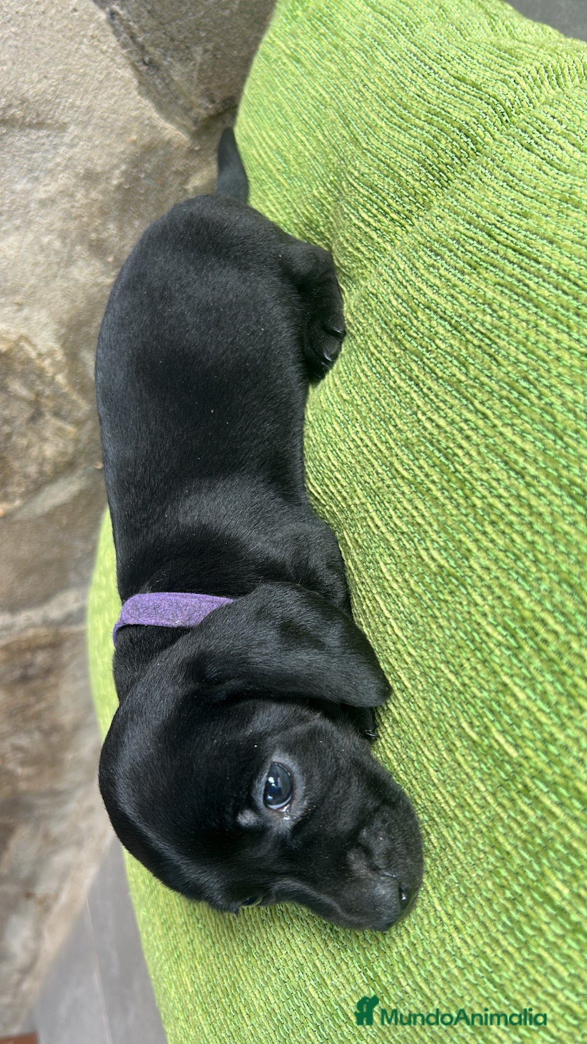 Teckel Miniatura perros CACHORRO DE TECKEL KANICHEN  - Anuncio 3