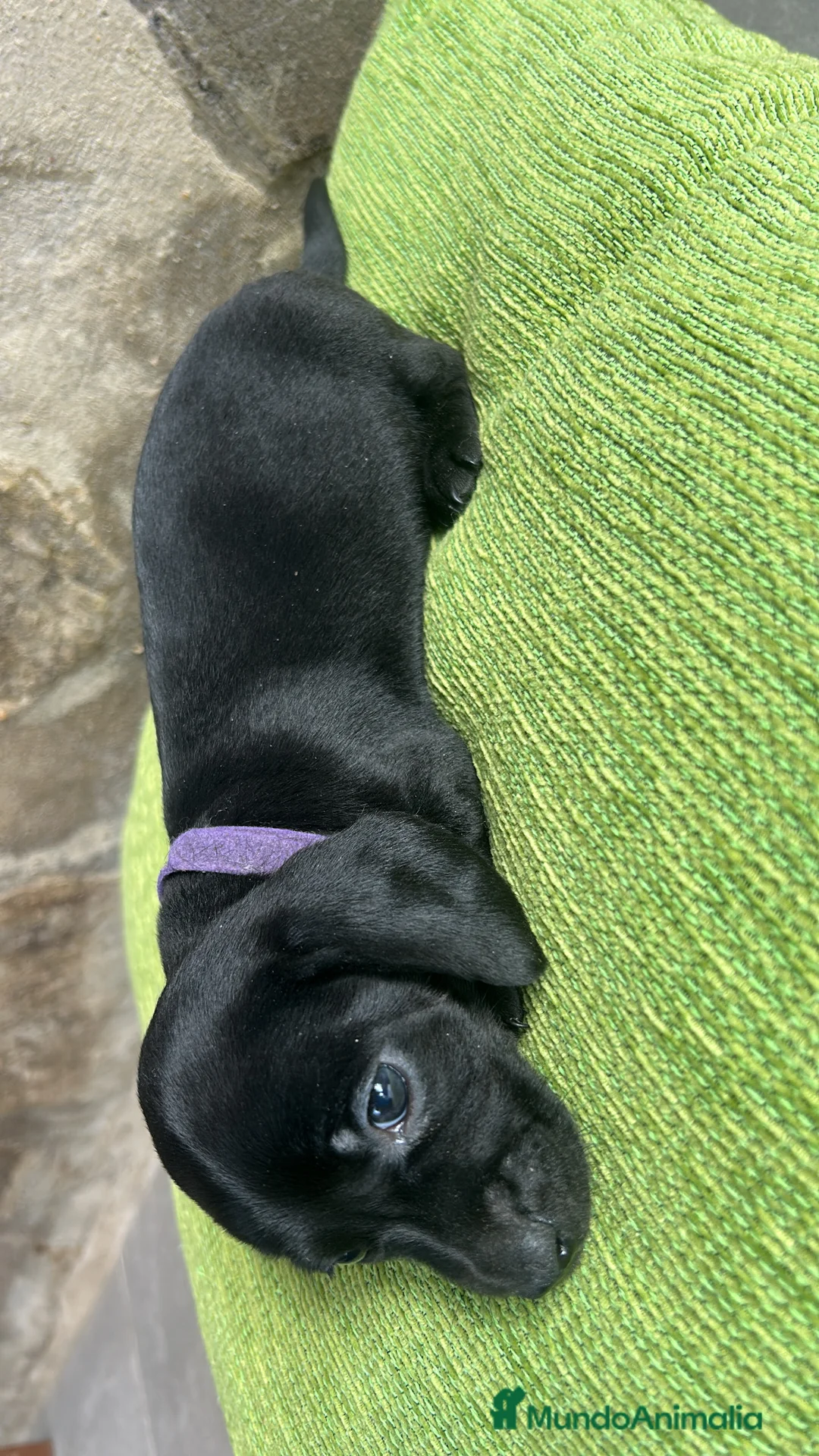 Teckel Miniatura perros en venta: CACHORRO DE TECKEL KANICHEN  - Anuncio 1