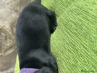 Teckel Miniatura perros CACHORRO DE TECKEL KANICHEN - Anuncio 3