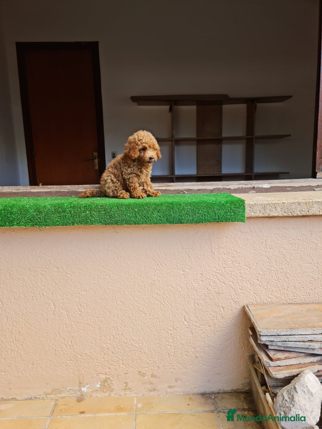Raza Mixta perros en venta: Caniche toy - Imagen 2