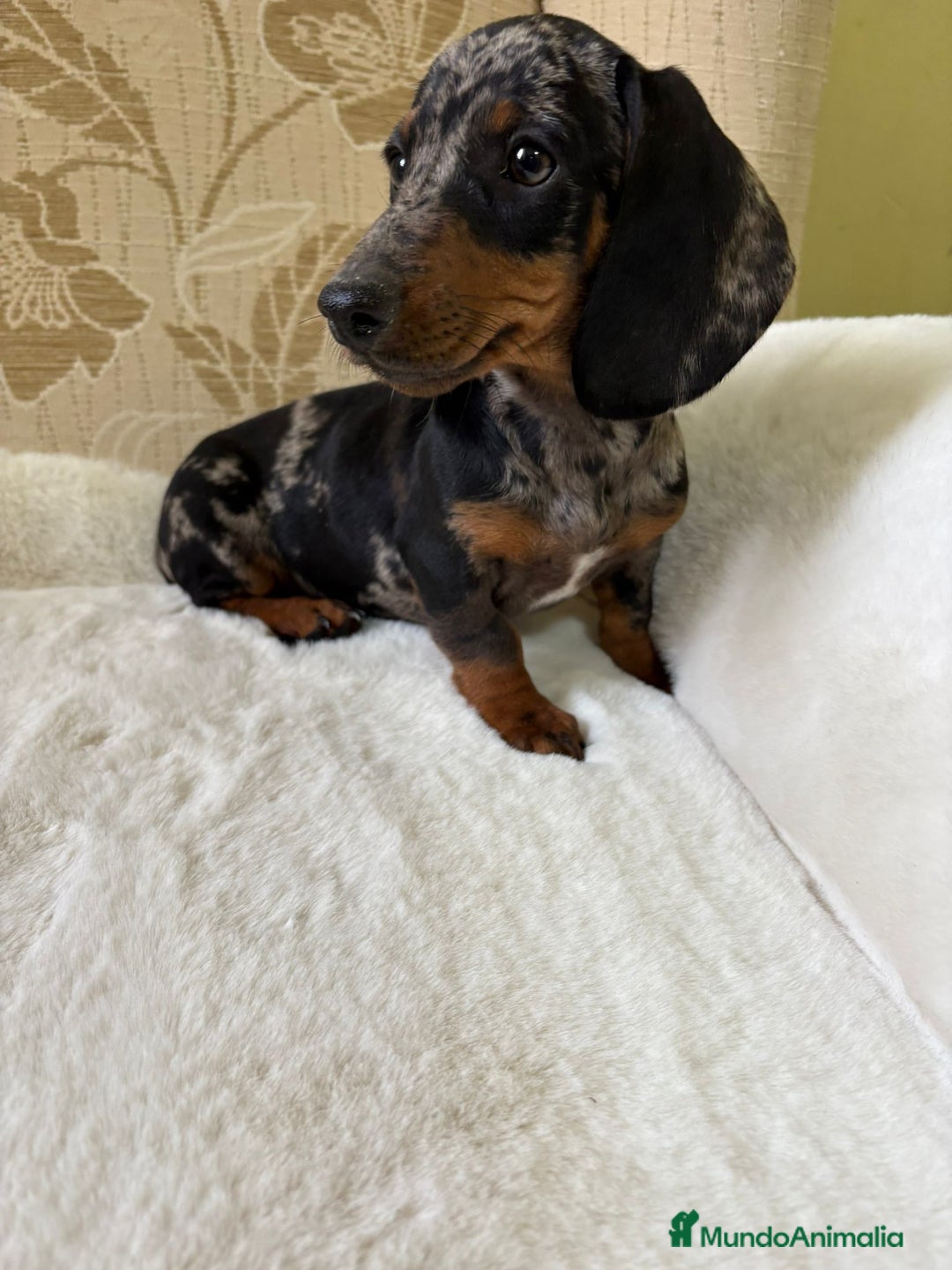 Teckel Miniatura perros en venta: cachorro de teckel miniatura arlequín Merle plata  - Imagen 12