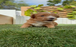 Maltipoo perros en venta: MALTIPOO - Imagen 13