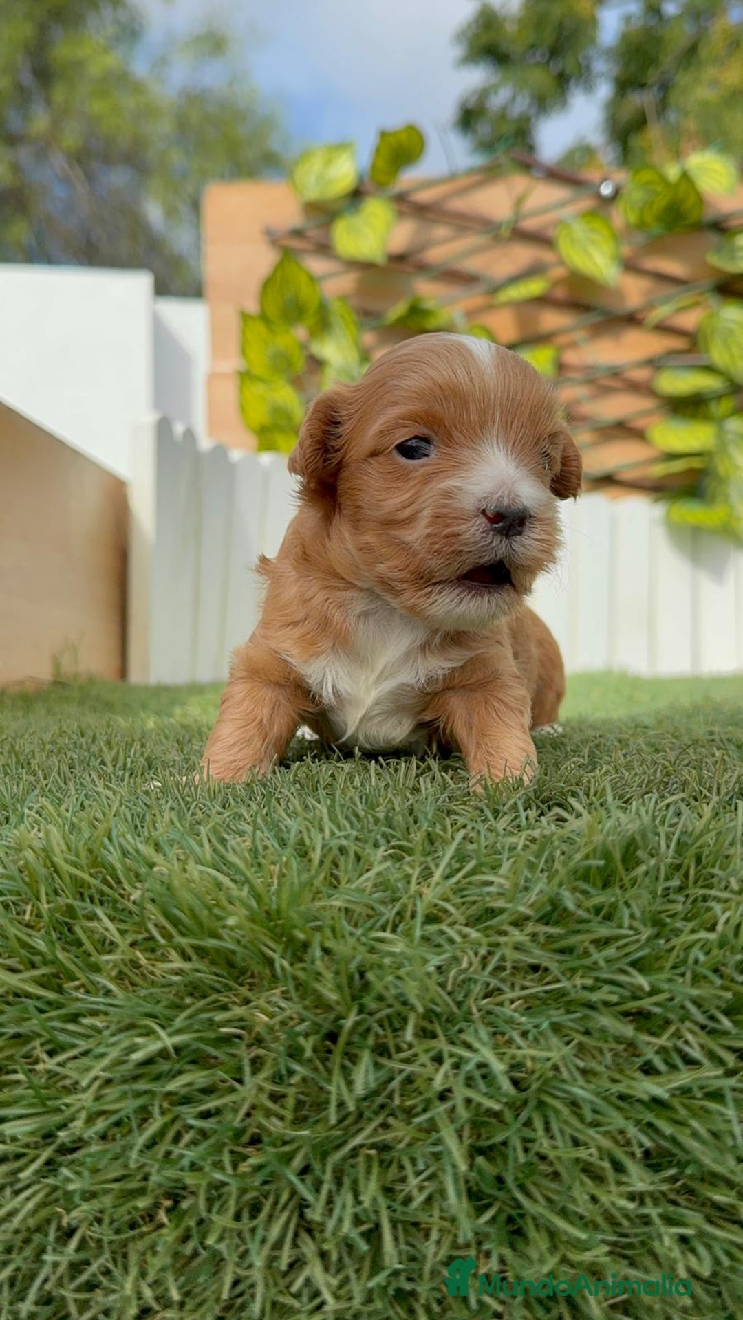 Maltipoo perros en venta: MALTIPOO - Imagen 13