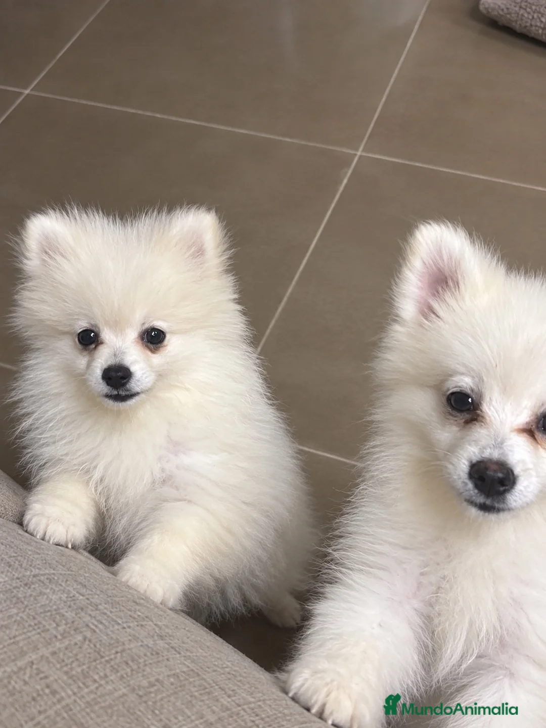 Pomerania perros en venta: Pomeranias disponibles - Anuncio 2
