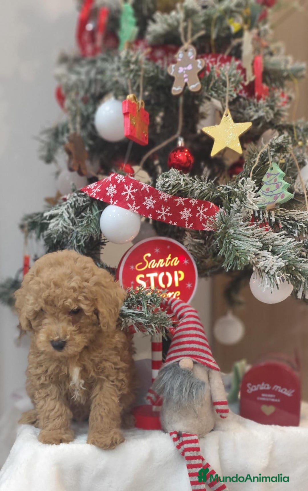 Caniche Toy perros en venta: Caniche toy  - Anuncio 5