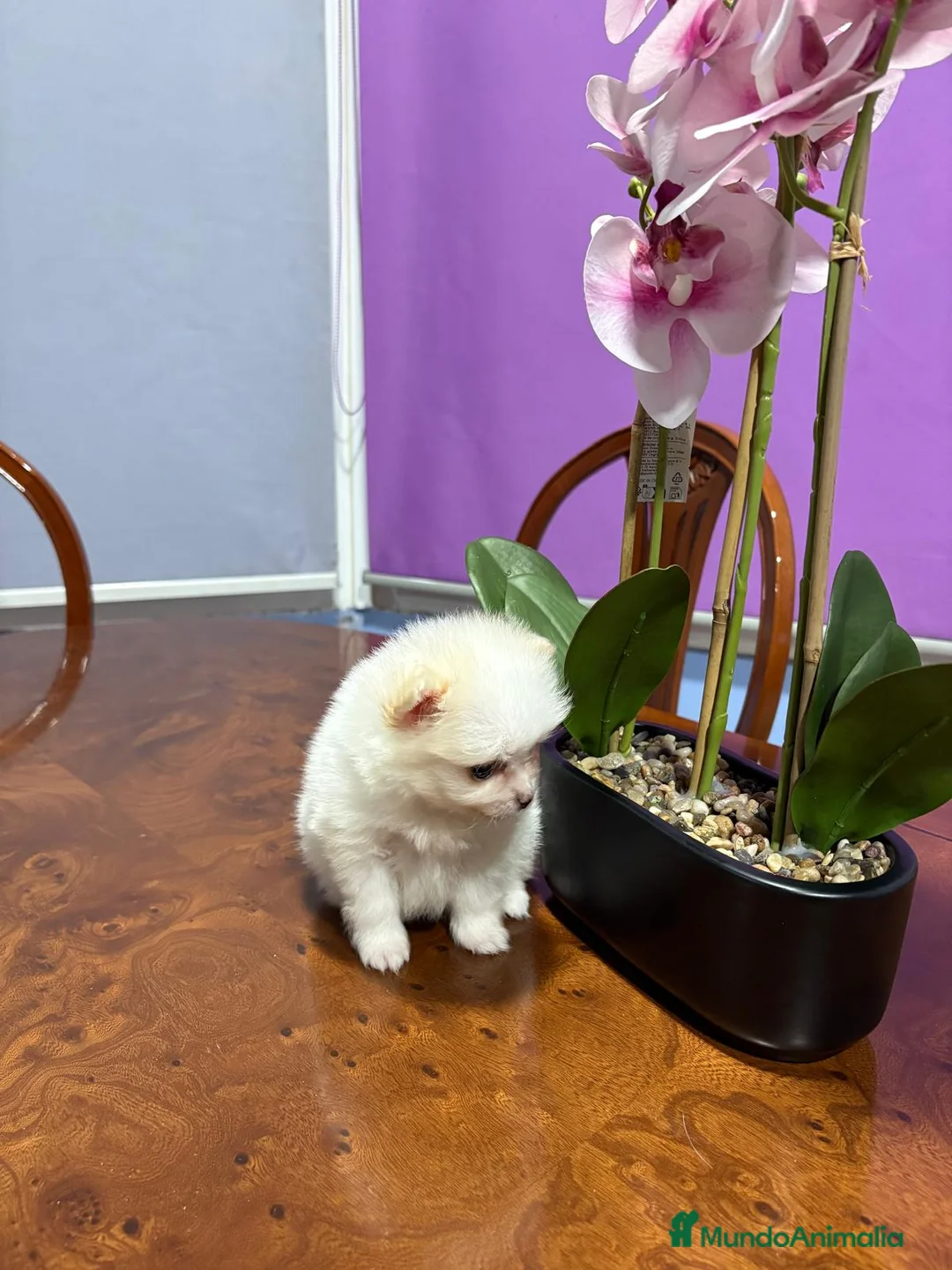 Pomerania perros en venta: Lulu de Pomerania mini toy hembra blanca naranja - Anuncio 10