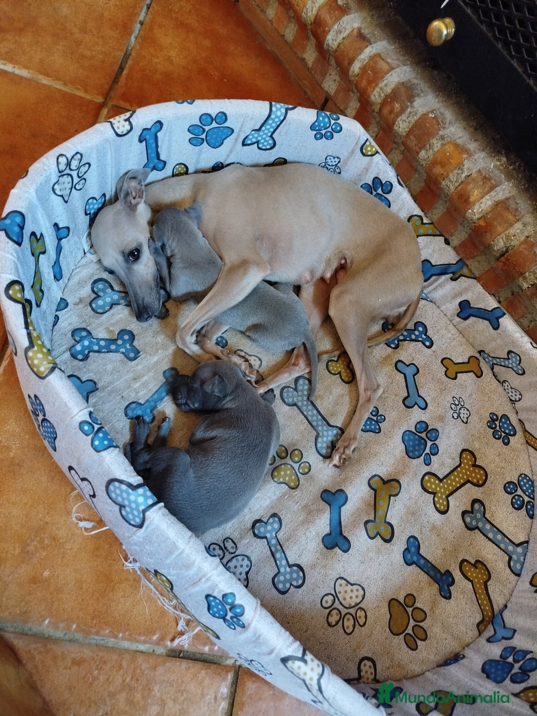 Pequeño Lebrel Italiano perros en venta: Dulces Piccolo  - Imagen 2