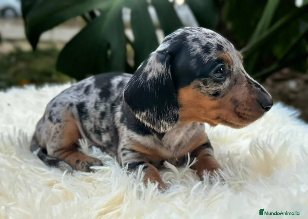 Teckel Miniatura perros en venta: teckel mini TODA ESPAÑA - Anuncio 4