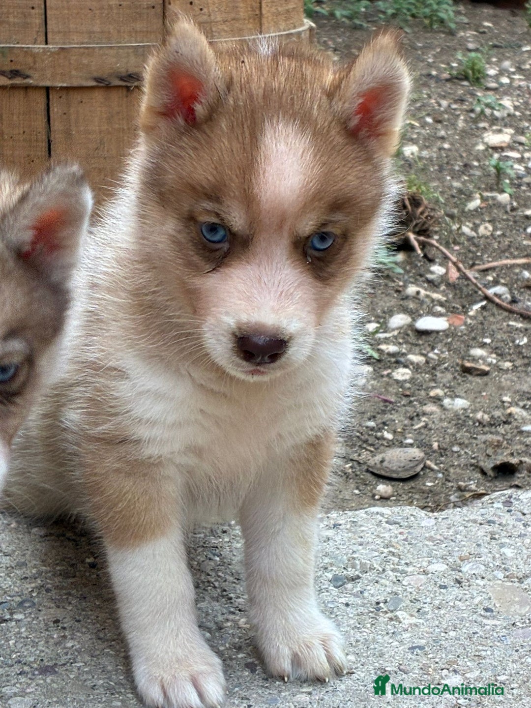 Husky Siberiano perros en venta: Husky siberiano cachorros  en Huesca - Imagen 9