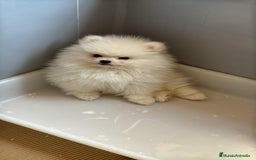 Pomerania perros en venta: Pomerania toy blanco  - Imagen 2