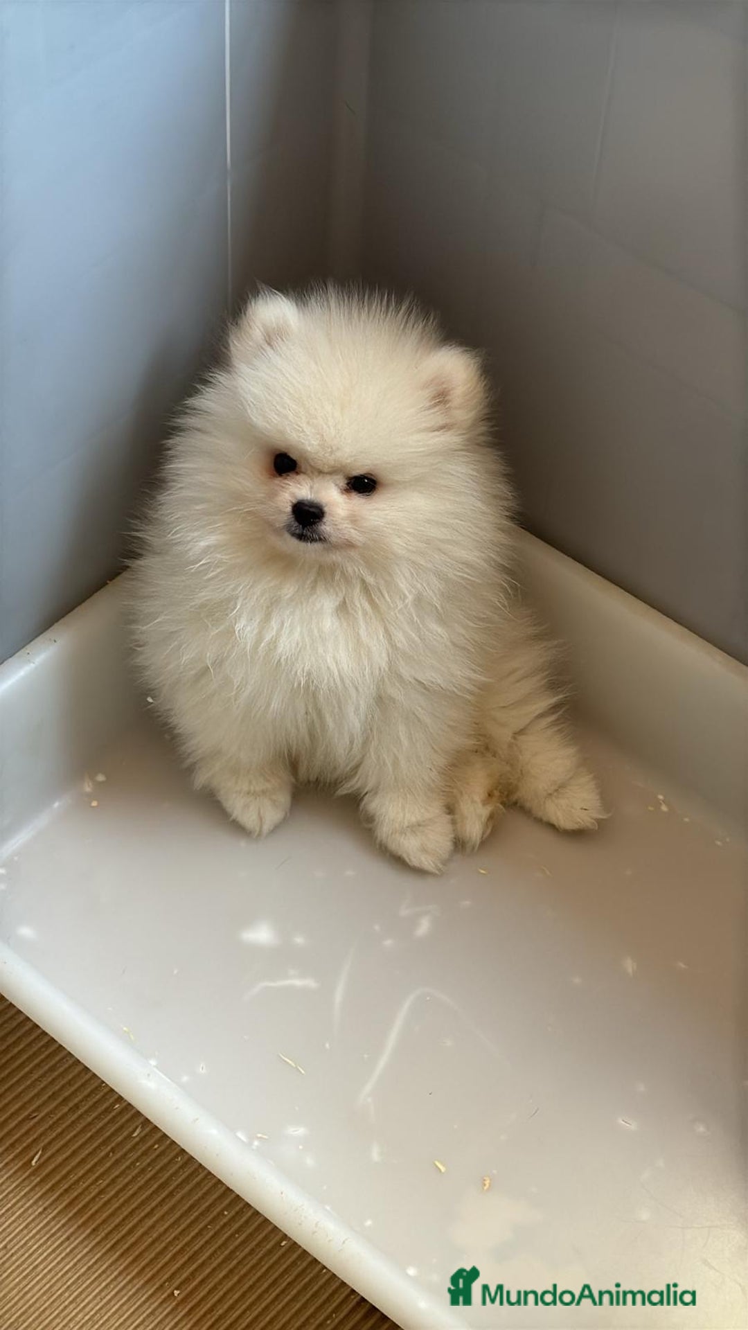 Pomerania perros en venta: Pomerania toy blanco  - Imagen 2