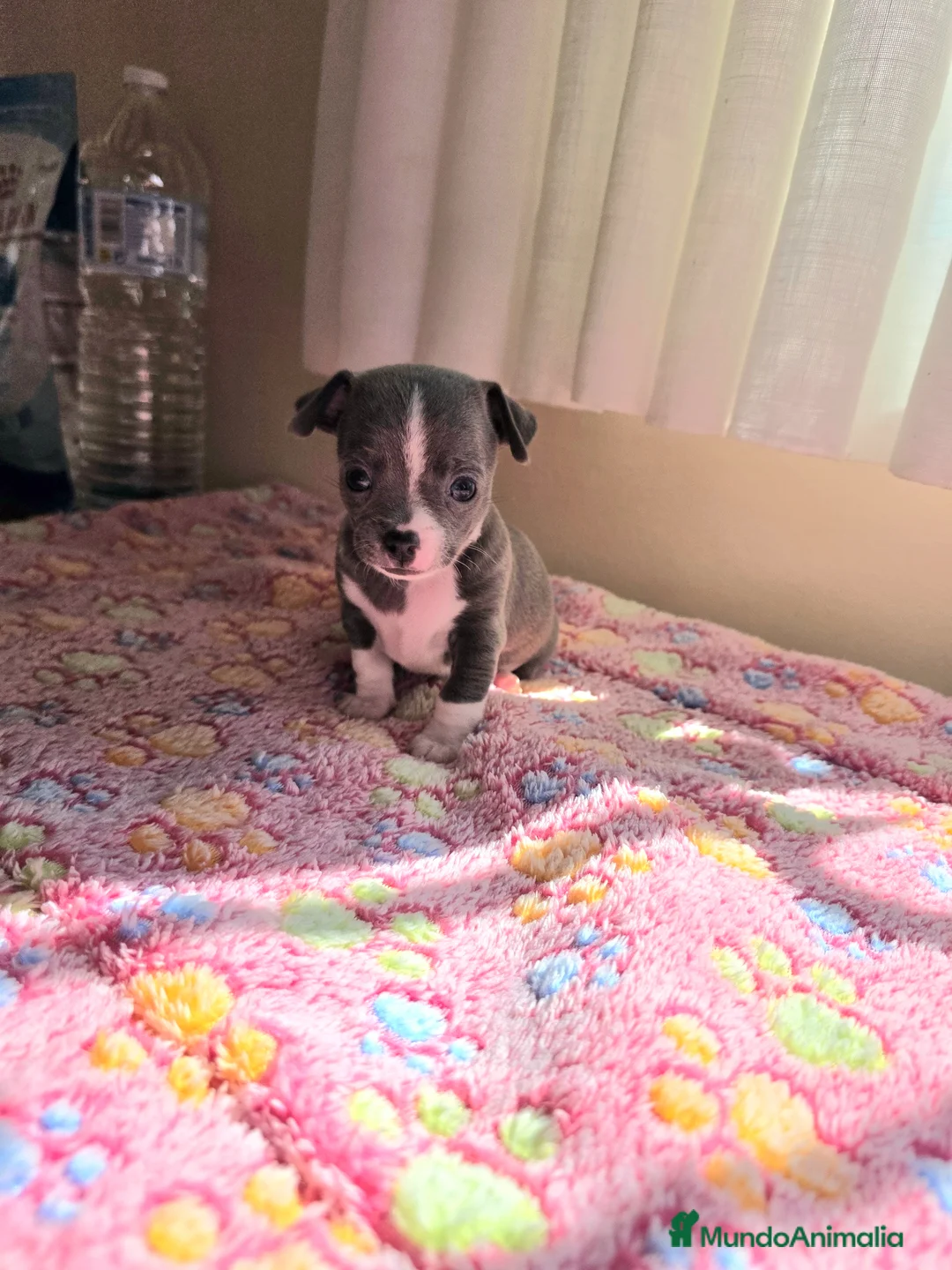 Chihuahua perros en venta: Chihuahuas miniatura  - Anuncio 1