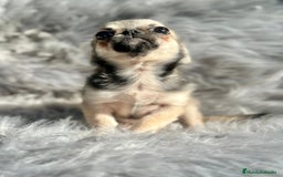 Chihuahua perros en venta: Chihuahua toy cervato  - Anuncio 2