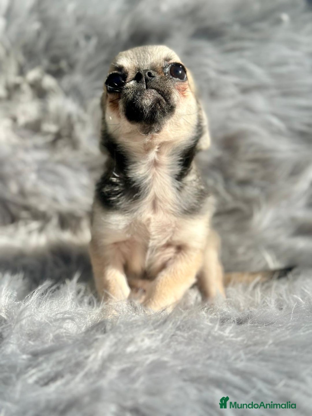 Chihuahua perros en venta: Chihuahua toy cervato  - Anuncio 2