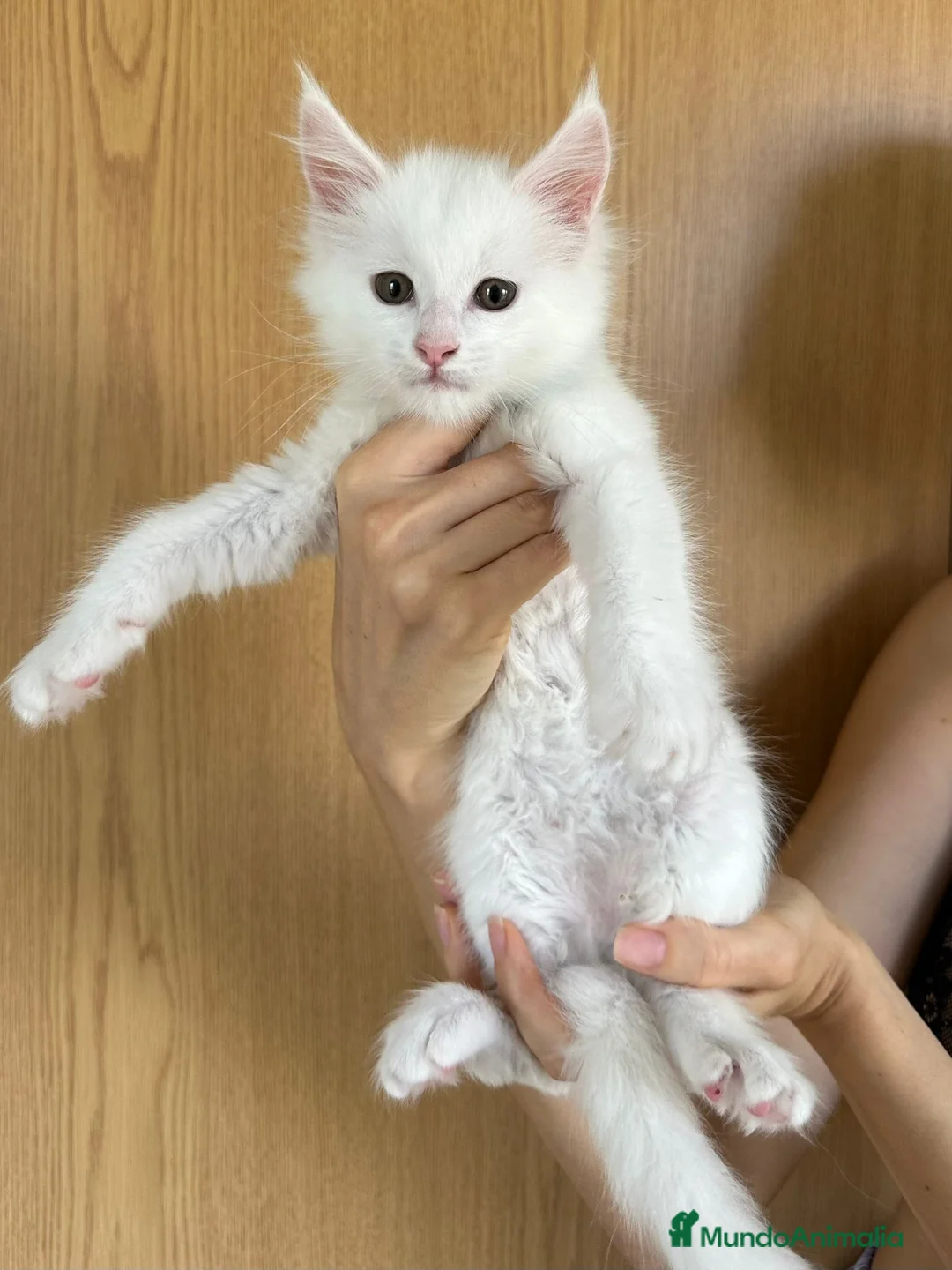 Maine Coon gatos en venta: Adorable Mainecoon macho blanco en Madrid - Anuncio 1