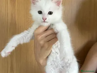 Maine Coon gatos Adorable Mainecoon macho blanco en Madrid - Anuncio 21