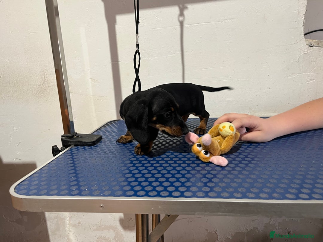 Teckel Miniatura perros en venta: Teckel mini - Anuncio 4