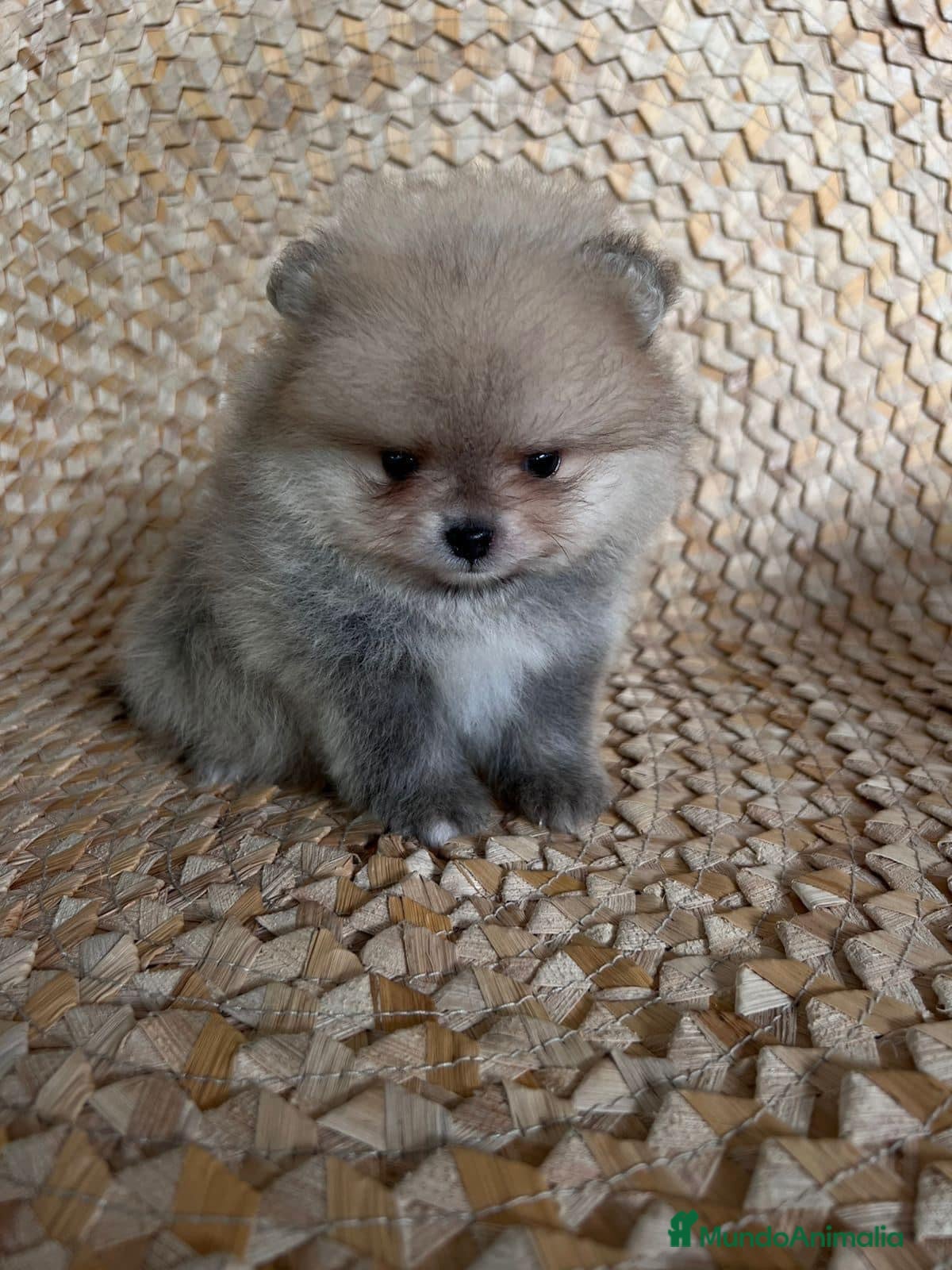 Pomerania perros POMERANIAS LISTOS PARA ENTREGAR  - Anuncio 1
