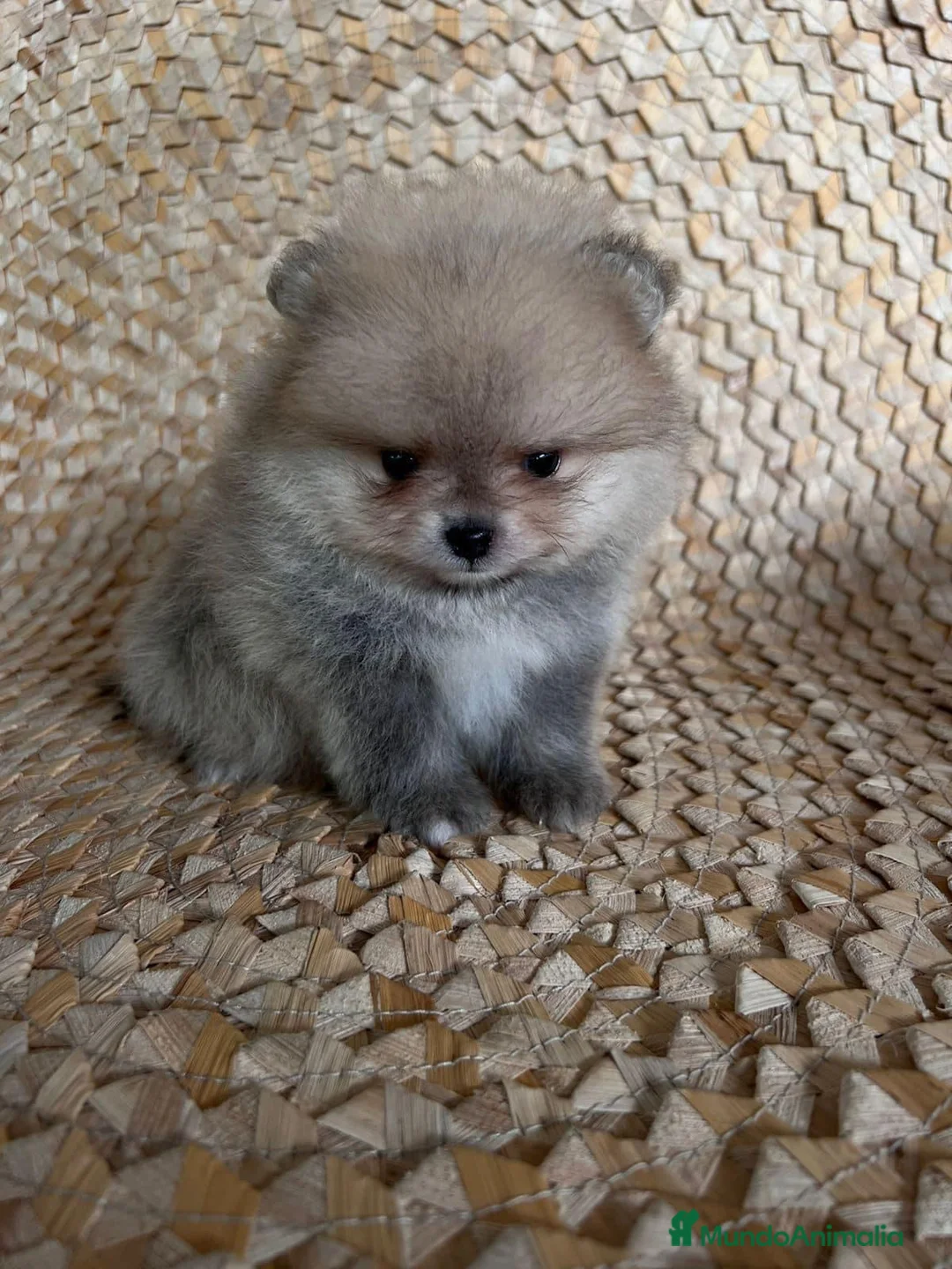 Pomerania perros en venta: POMERANIAS LISTOS PARA ENTREGAR  - Anuncio 1
