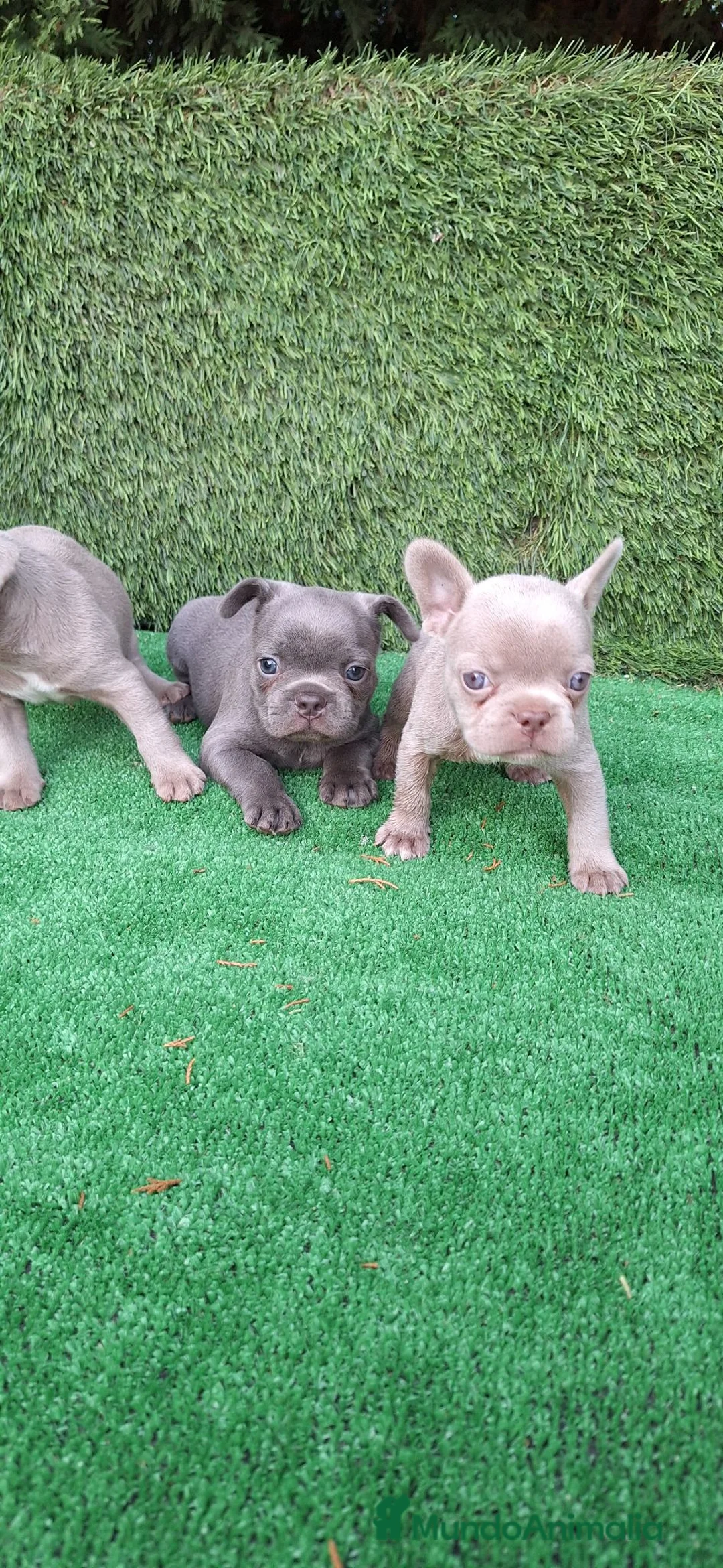 Bulldog Francés perros en venta: Bulldog francés  - Anuncio 9