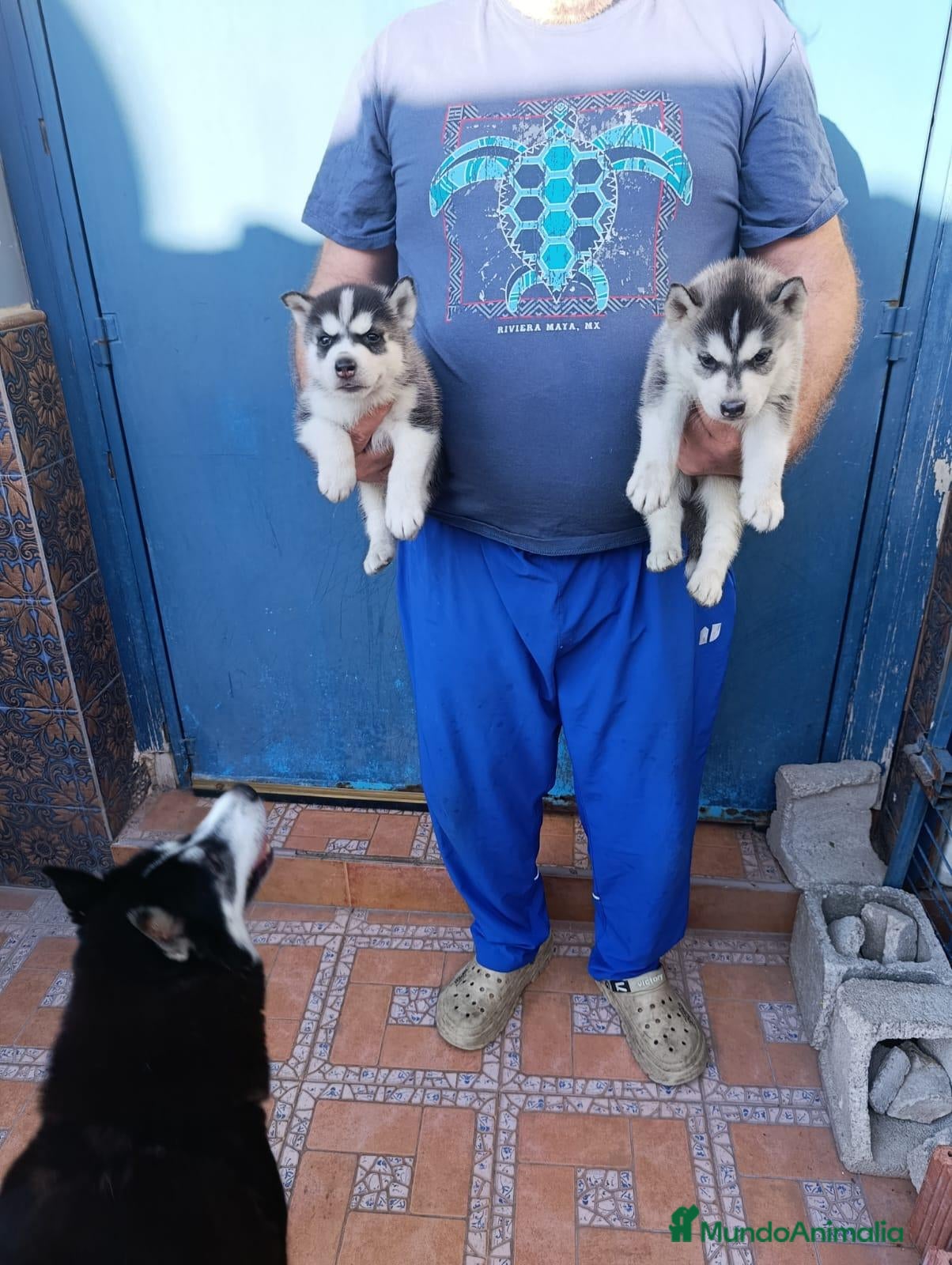 Husky Siberiano perros Husky siberiano cachorros - Anuncio 1
