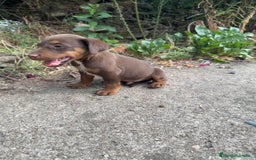 Otras razas perros en venta: Jack terrier chocolate  - Imagen 3
