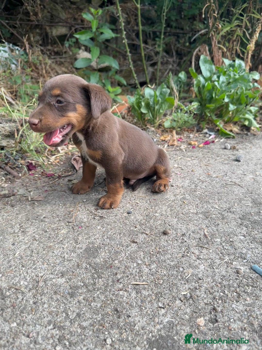 Otras razas perros en venta: Jack terrier chocolate  - Imagen 3