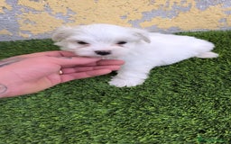 Bichón Maltés perros en venta: OPORTUNIDAD UNICA( VERANO) - Imagen 2