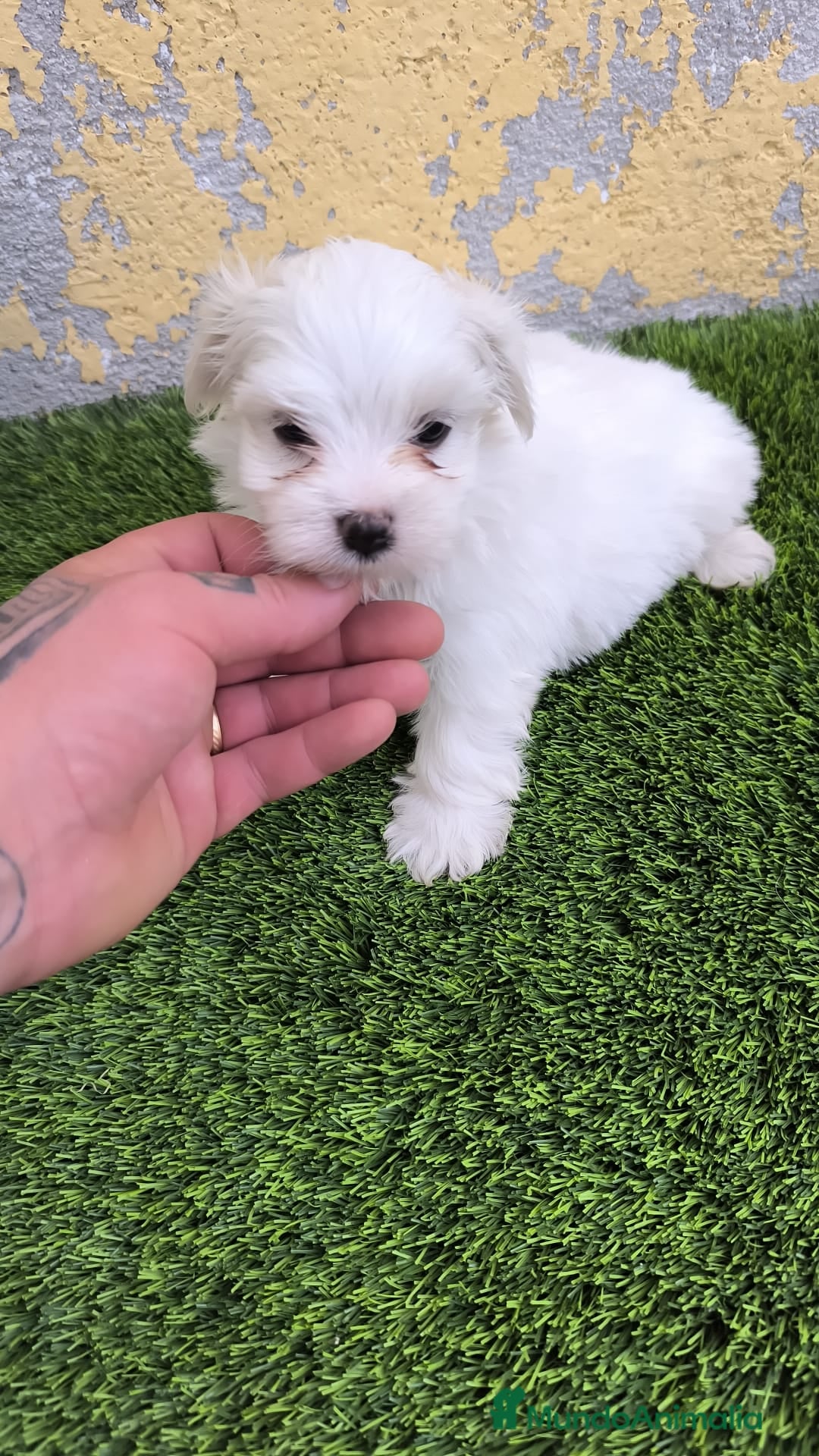 Bichón Maltés perros en venta: OPORTUNIDAD UNICA( VERANO) - Imagen 2