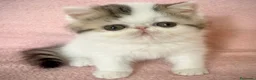 Persa gatos en venta: Persa Exótico  - Anuncio 1
