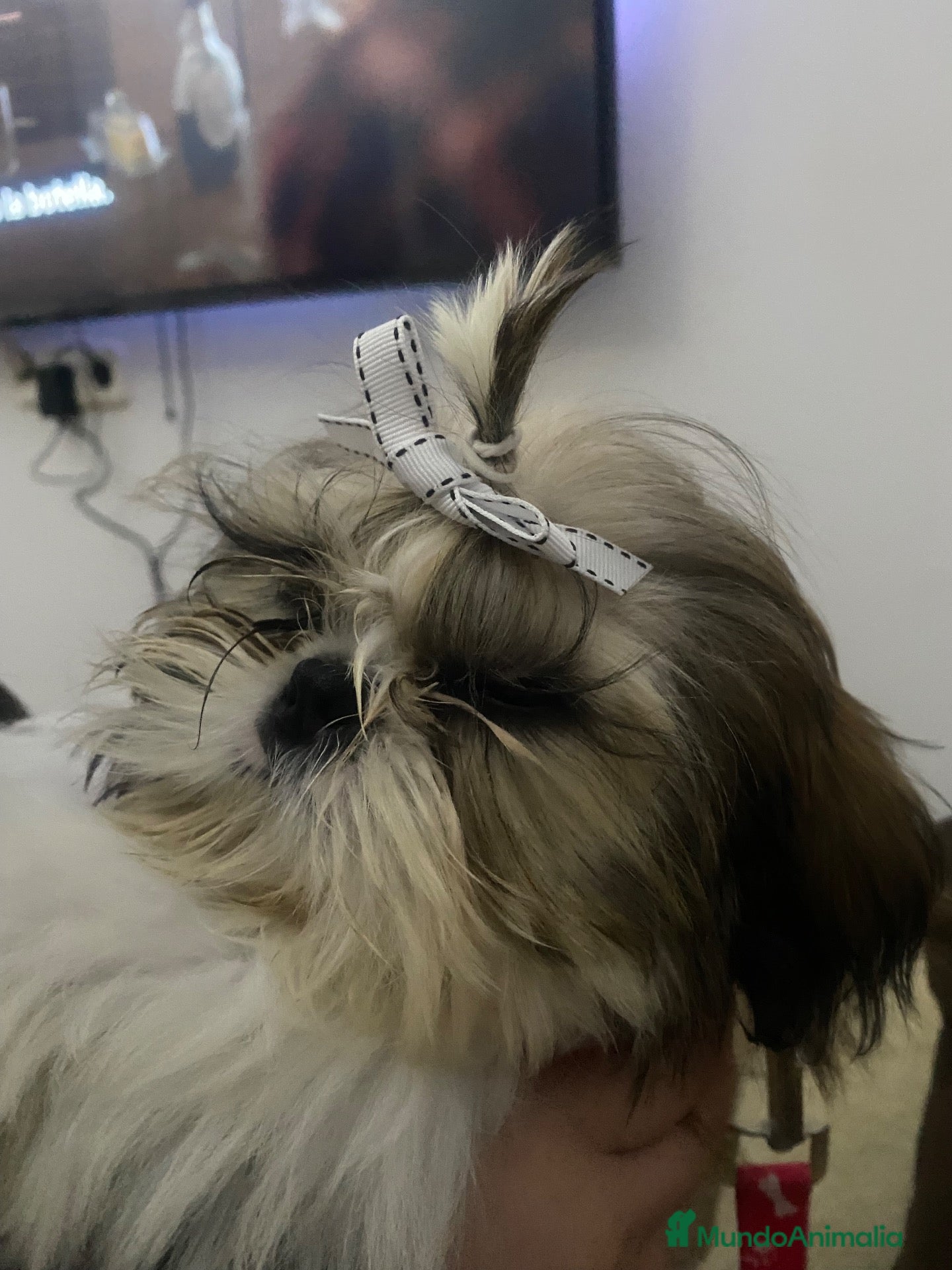 Shih Tzu perros Tesoros de la Lola  - Anuncio 1