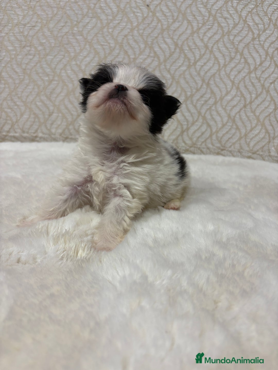 Pomerania perros en venta: Lulu Pomerania macho mini Toy color party - Anuncio 19