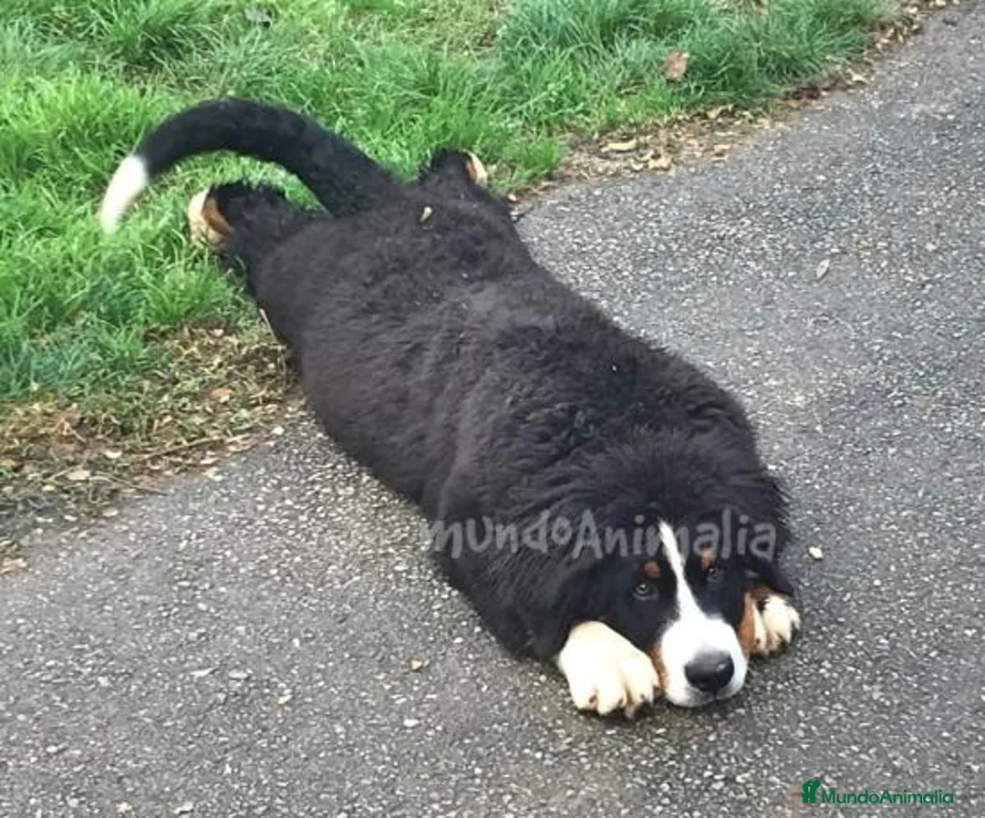 Imagen de galería {{count}}