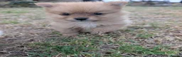 Spitz pequeño - Kleinspitz perros en venta: Kleinspitz pomeranias  - Anuncio 9