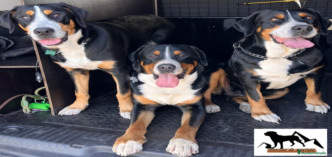 Imagen de galería {{count}}