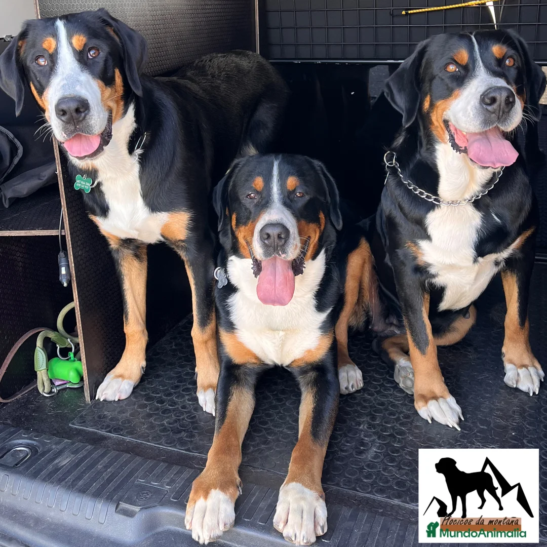 Imagen de galería {{count}}