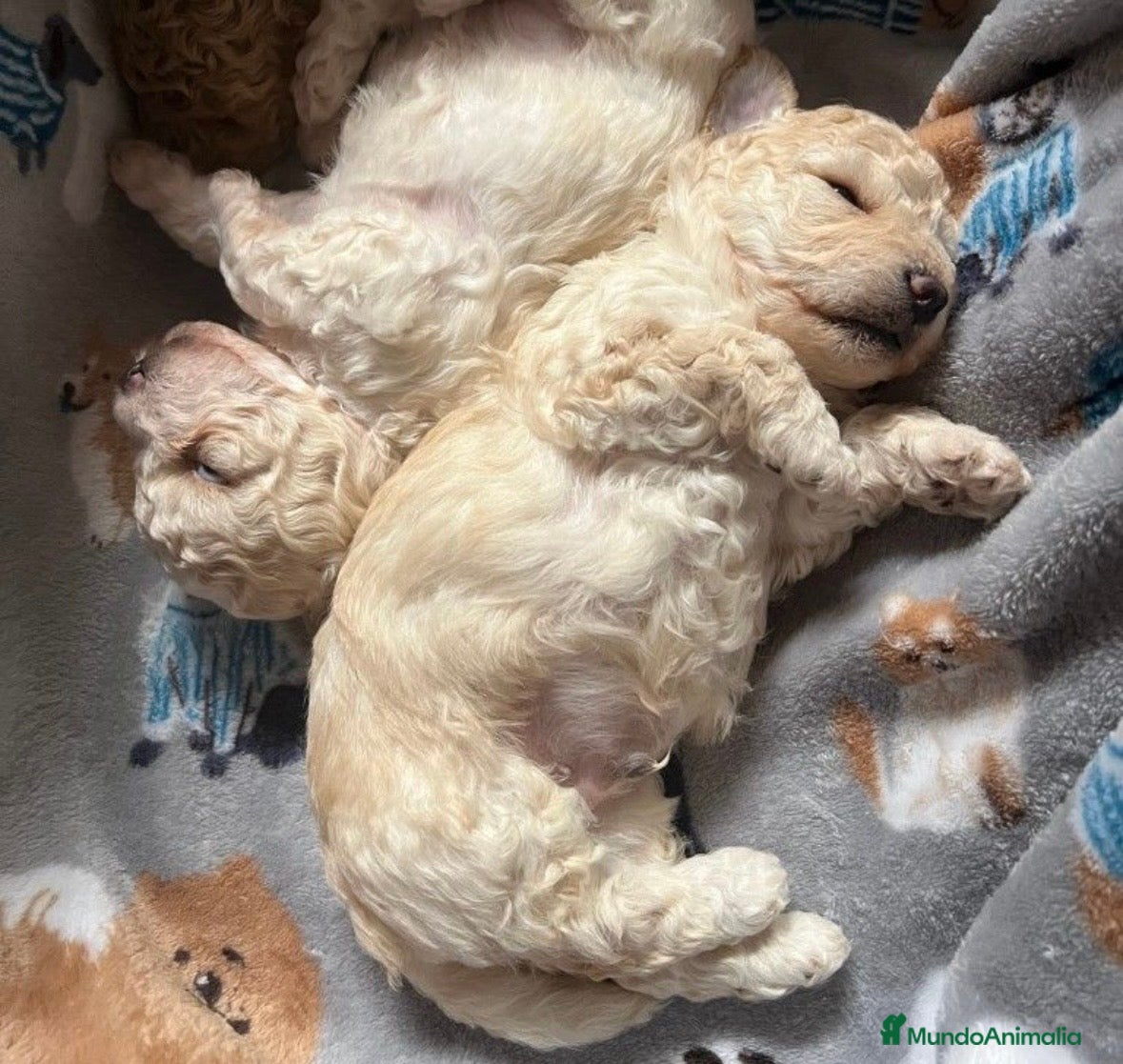 Caniche Toy perros Caniche apricot macho - Anuncio 1