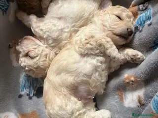 Caniche Toy perros Caniche apricot macho - Anuncio 1