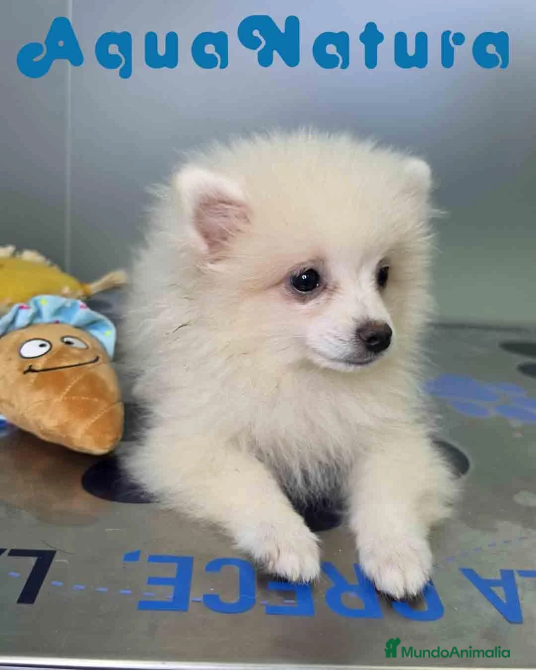 Pomerania perros en venta: Pomerania Macho de Grana y Pompom 8173 AQUANATURA - Anuncio 9