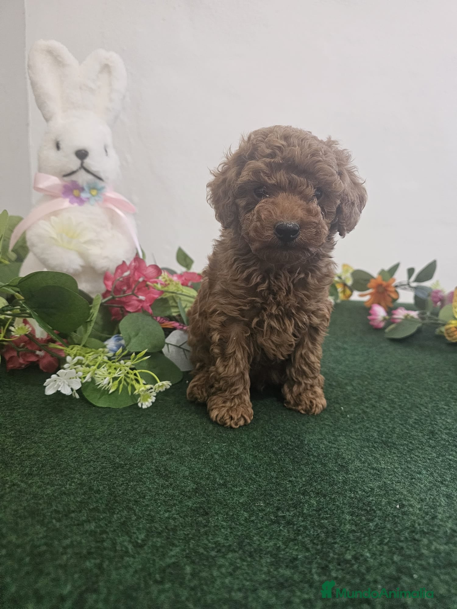 Caniche Toy perros EJEMPLARES DE CANICHE TOY  - Anuncio 2