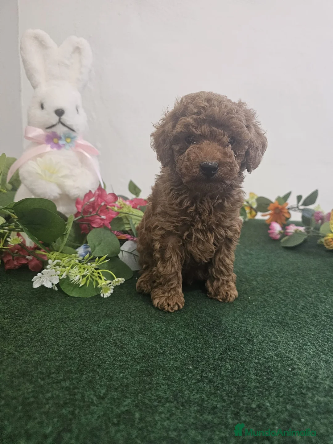 Caniche Toy perros en venta: EJEMPLARES DE CANICHE TOY  - Anuncio 1