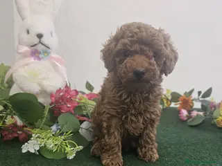 Caniche Toy perros EJEMPLARES DE CANICHE TOY - Anuncio 2