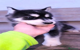 Husky Siberiano perros en venta: cachorros de husky siberiano - Imagen 24