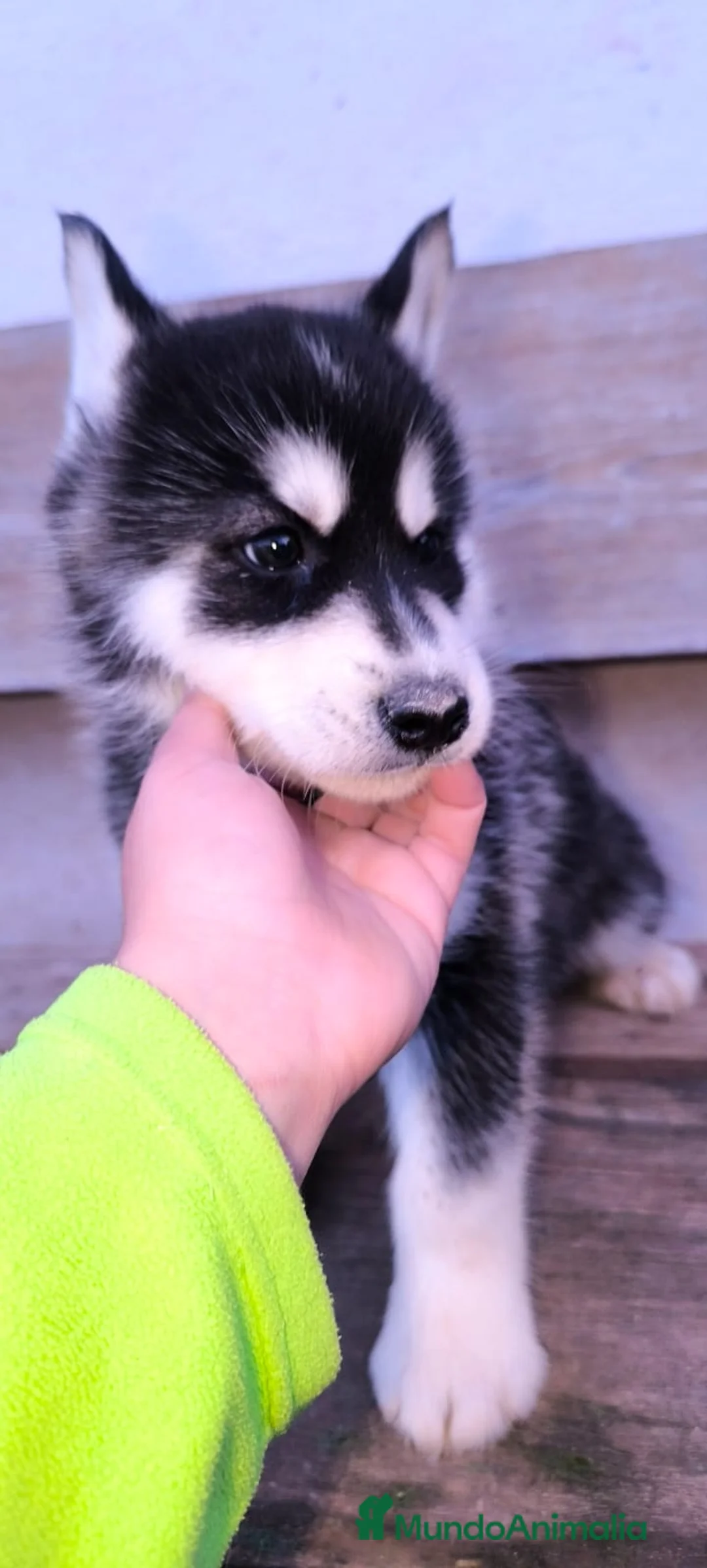 Husky Siberiano perros en venta: cachorros de husky siberiano - Anuncio 24