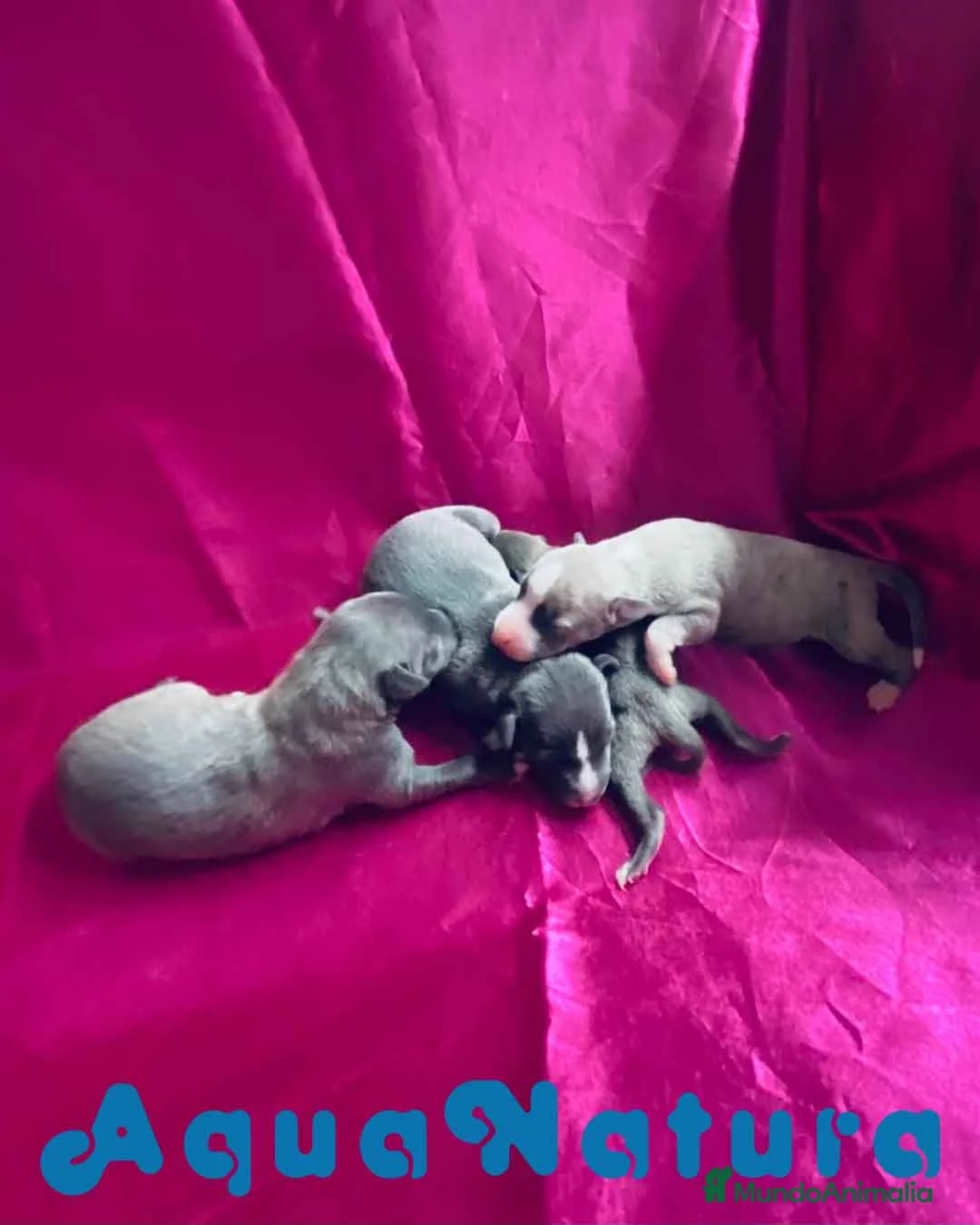 Pequeño Lebrel Italiano perros en venta: Camada Lebrel Italiano de AB y Omega AQUANATURA en Barcelona - Anuncio 9