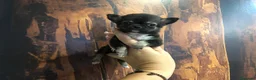Chihuahua perros en venta: Chihuahua miniatura  - Anuncio 2